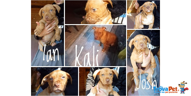 Kali e i suoi 6 Cuccioli Pitbull - Foto n. 1