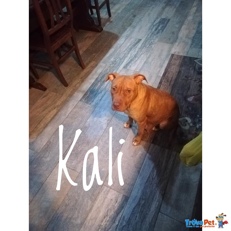 Kali e i suoi 6 Cuccioli Pitbull - Foto n. 8