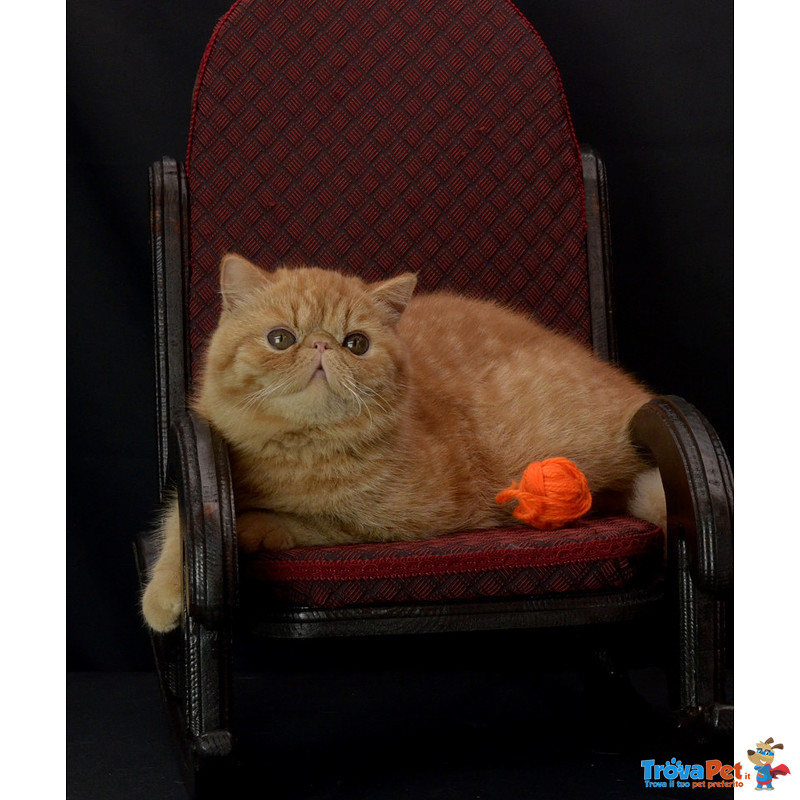 Exotic Shorthair - Foto n. 5