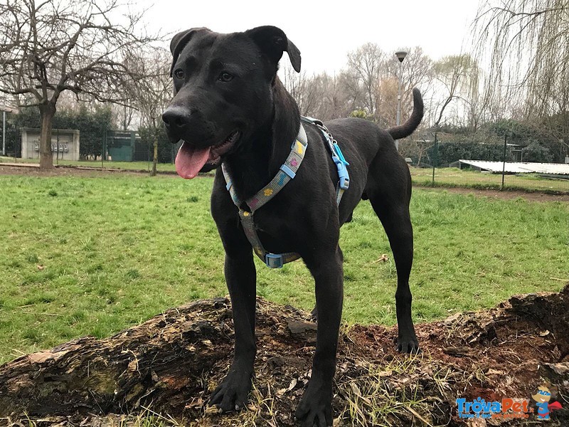 Pr di bg Stich Bellissimo Pitbull di 1,5 anni Cerca Casa - Foto n. 4