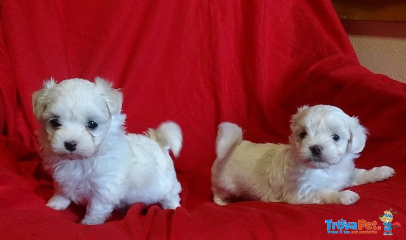 Cuccioli di Maltese con Pedigree Enci - Foto n. 2
