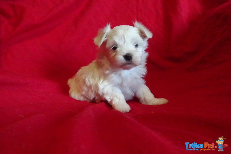 Cuccioli di Maltese con Pedigree Enci - Foto n. 3