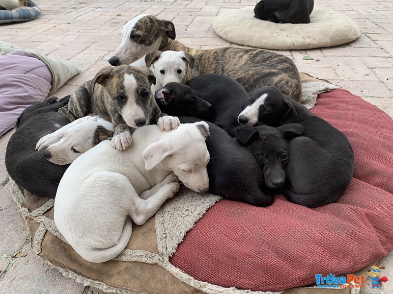 Whippets Levrieri Cucciolata - Foto n. 1