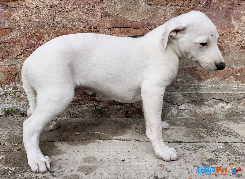 Whippets Levrieri Cucciolata - Foto n. 4