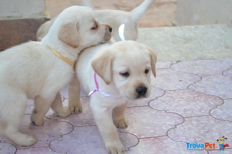 Cuccioli di Labrador - Foto n. 1