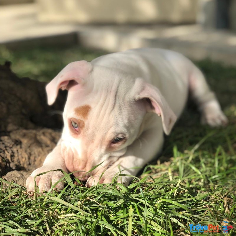 Cucciola American Pitbull Terrier ukc red Nose - Foto n. 4