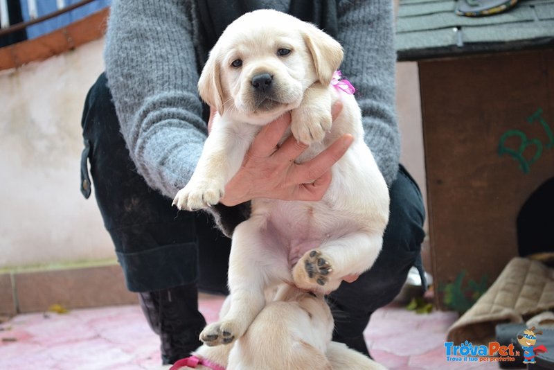 Cuccioli di Labrador - Foto n. 3