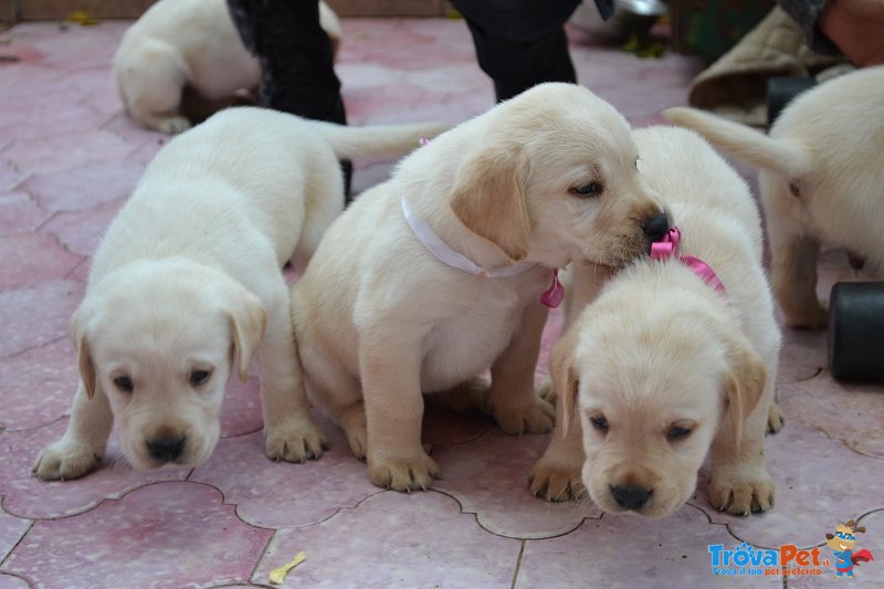 Cuccioli di Labrador - Foto n. 4