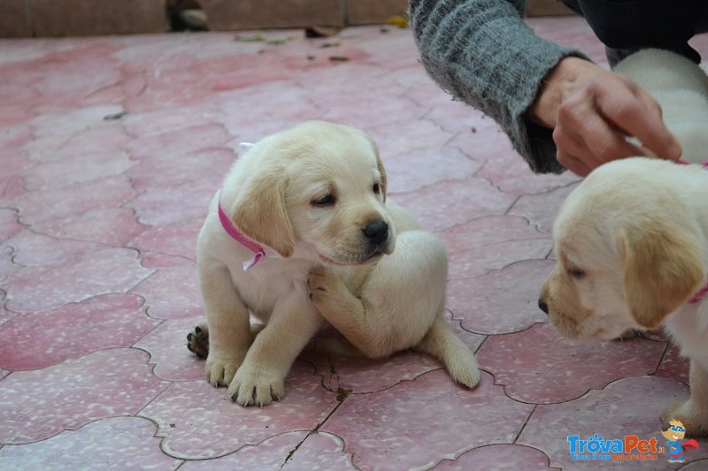Cuccioli di Labrador - Foto n. 5