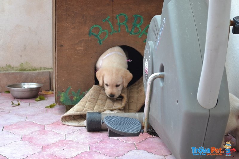 Cuccioli di Labrador - Foto n. 7