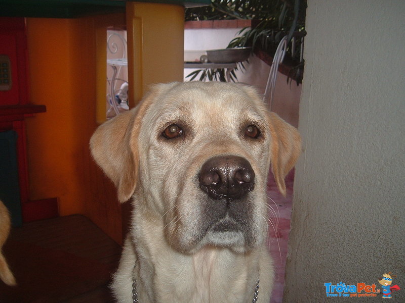 Cuccioli di Labrador - Foto n. 8