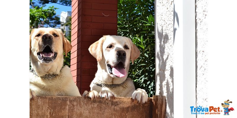 Cuccioli di Labrador - Foto n. 9