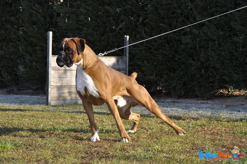 Boxer Cuccioli Selezionati- Cuccioloni Boxer e Riproduttori, Maschi e Femmine - Foto n. 7