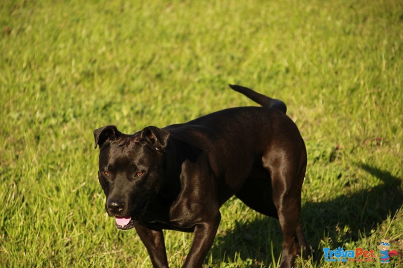 Cuccioli di Pitbull Xl - Foto n. 4