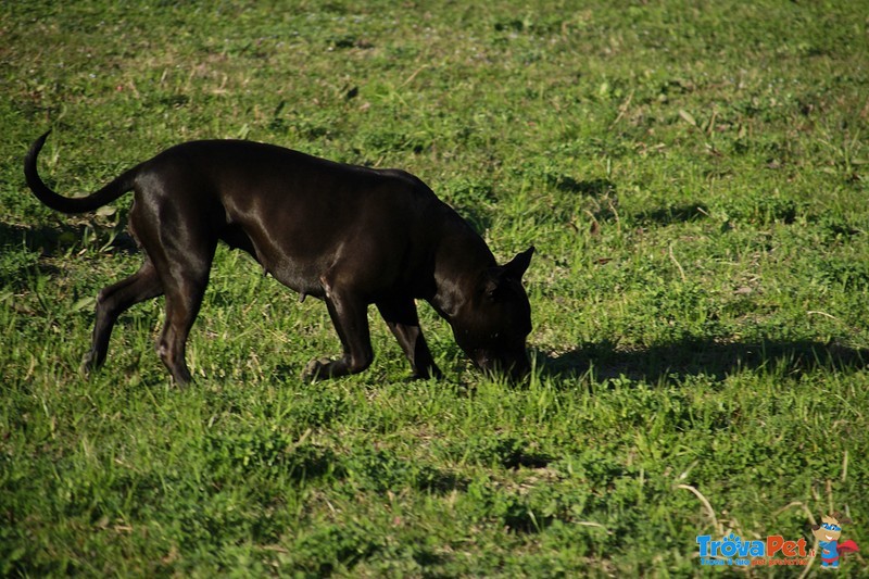 Cuccioli di Pitbull Xl - Foto n. 5