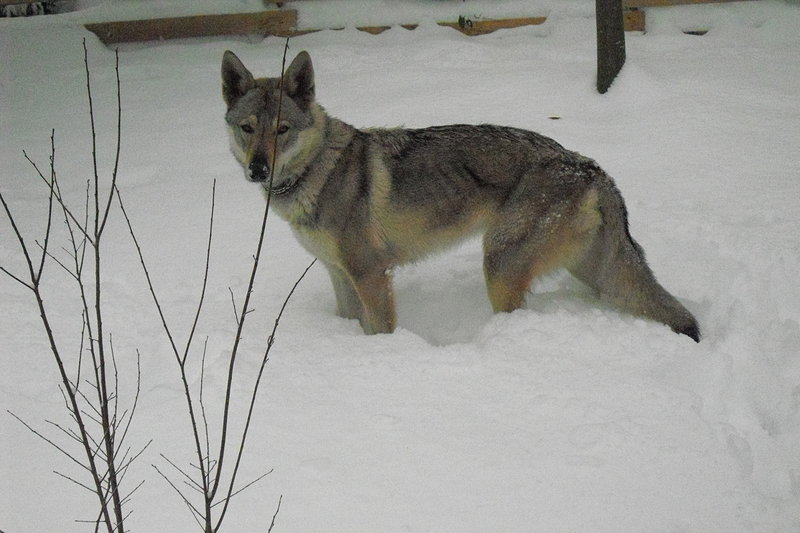 Bellissimi Cuccioli cane lupo Cecoslovacco - Foto n. 1