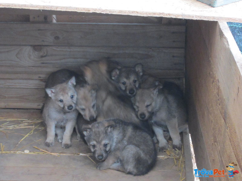 Bellissimi Cuccioli cane lupo Cecoslovacco - Foto n. 3