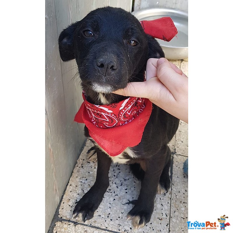 Mamma,anch'io ho un Cuore Uguale agli Altri Cuccioli... - Foto n. 3