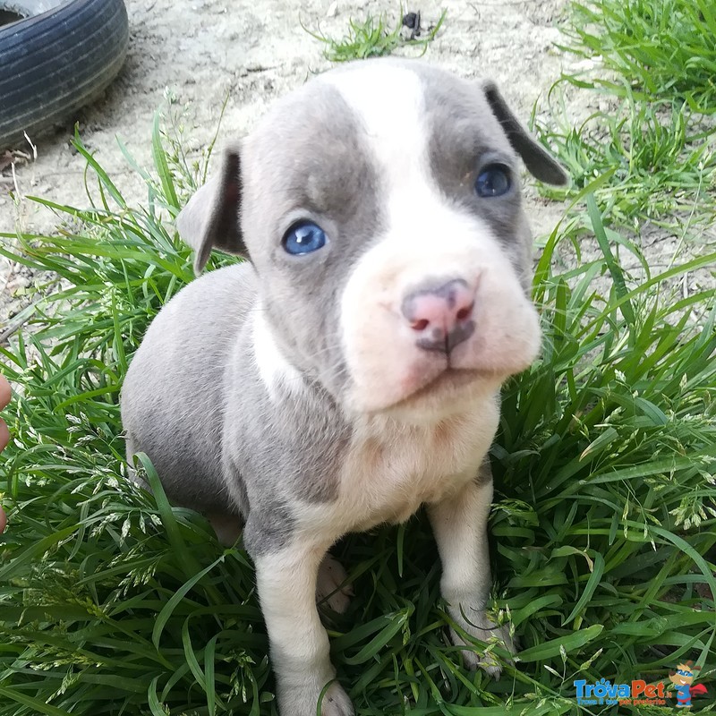 Cuccioli Amstaff - Foto n. 1