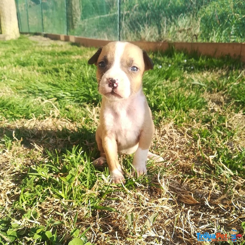 Cuccioli Amstaff - Foto n. 3