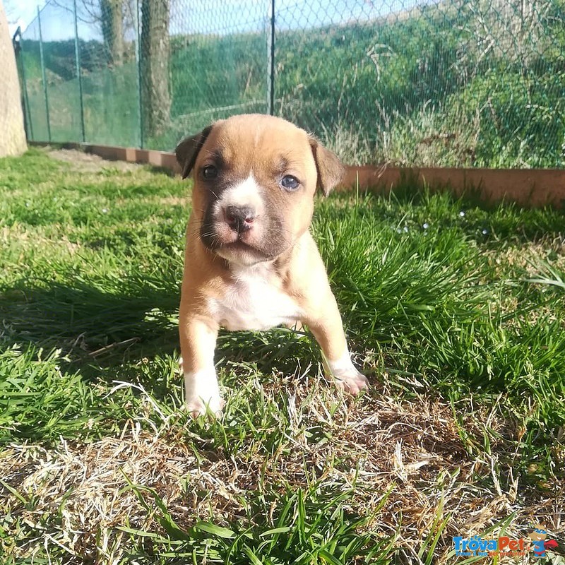 Cuccioli Amstaff - Foto n. 4