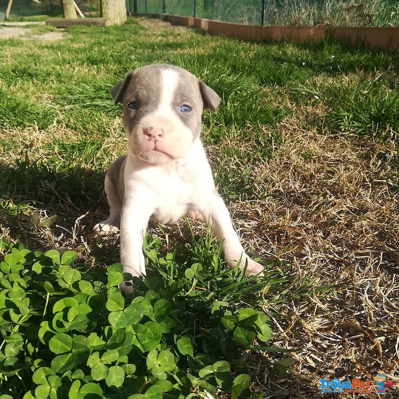 Cuccioli Amstaff - Foto n. 5