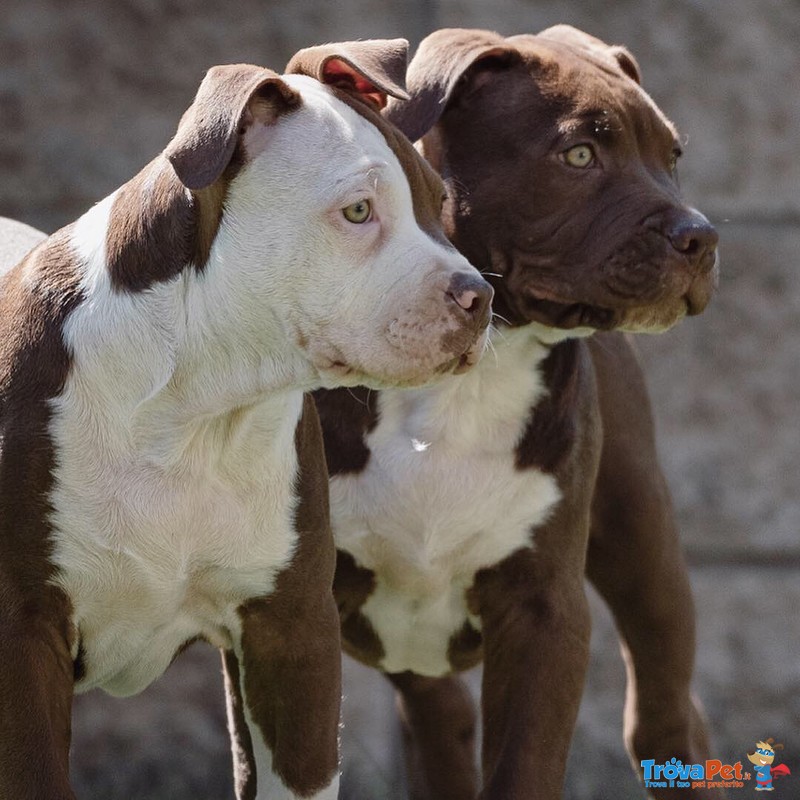 Cuccioli American Pitbull Terrier ukc red nose con Pedigree - Foto n. 1