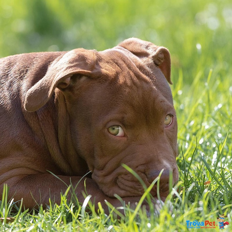 Cuccioli American Pitbull Terrier ukc red nose con Pedigree - Foto n. 2