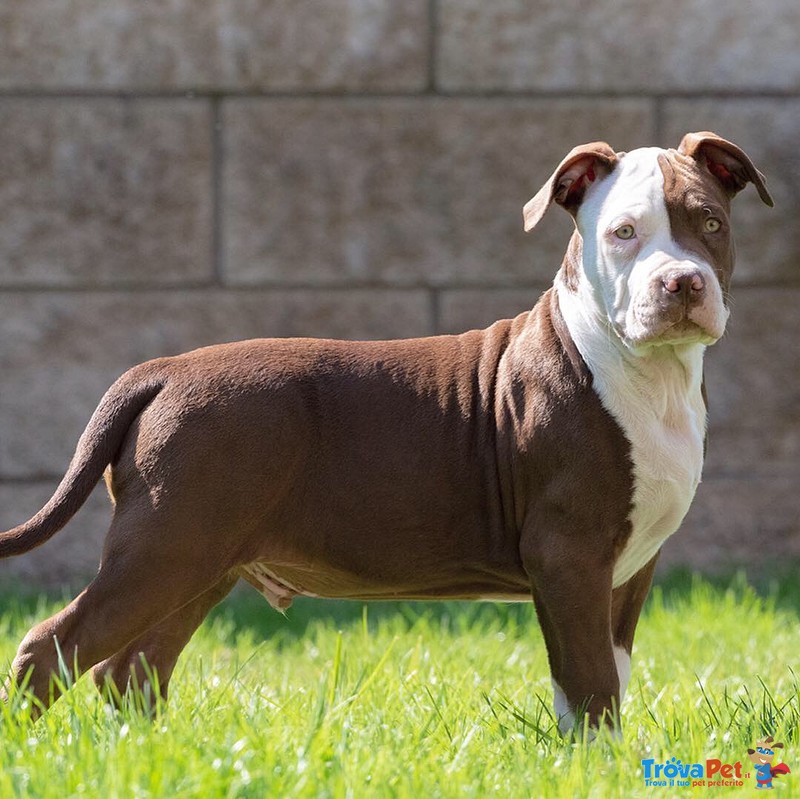 Cuccioli American Pitbull Terrier ukc red nose con Pedigree - Foto n. 3