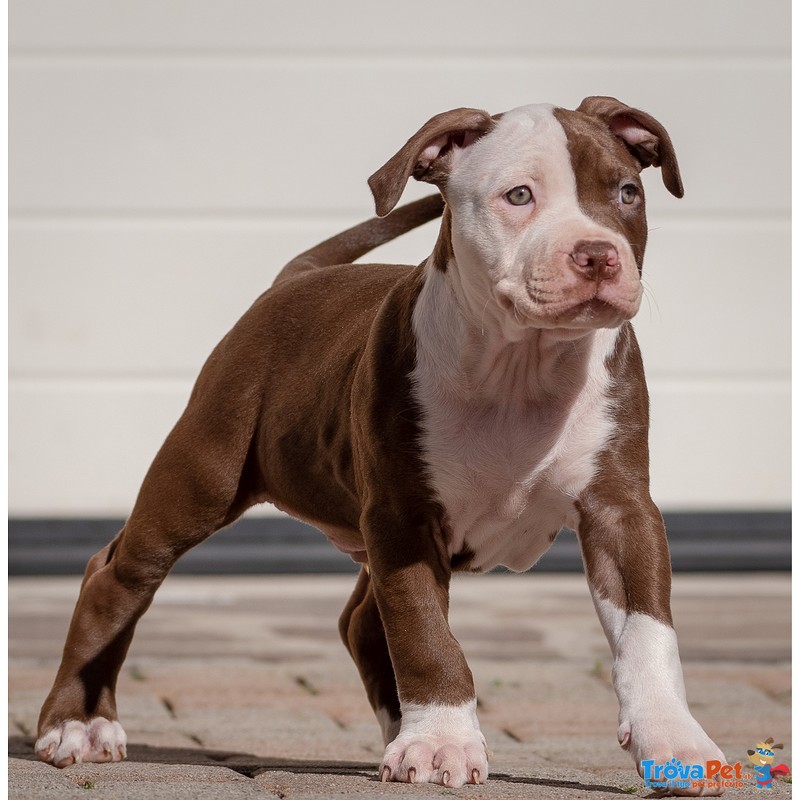 Cuccioli American Pitbull Terrier ukc red nose con Pedigree - Foto n. 5