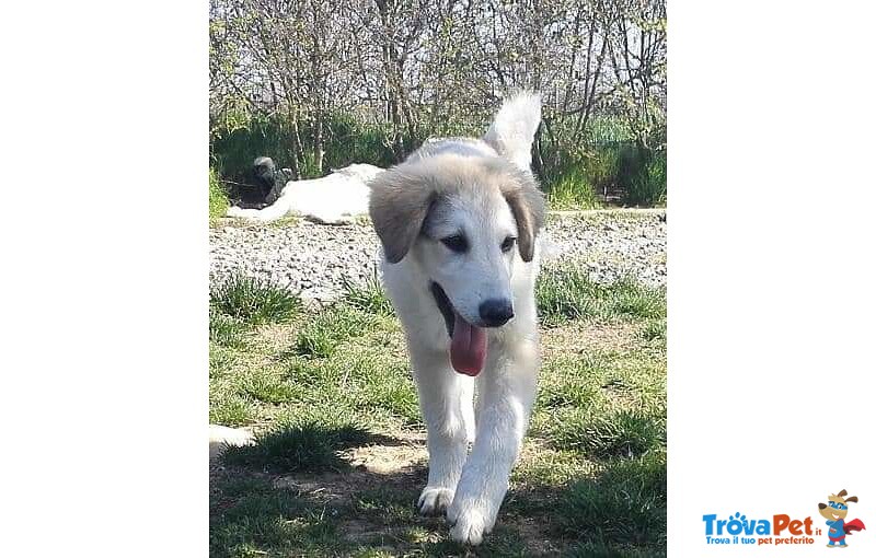 Cucciola Incrocio cane da Montagna dei Pirenei - Foto n. 2