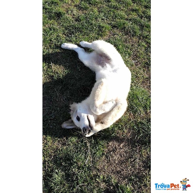 Cucciola Incrocio cane da Montagna dei Pirenei - Foto n. 4