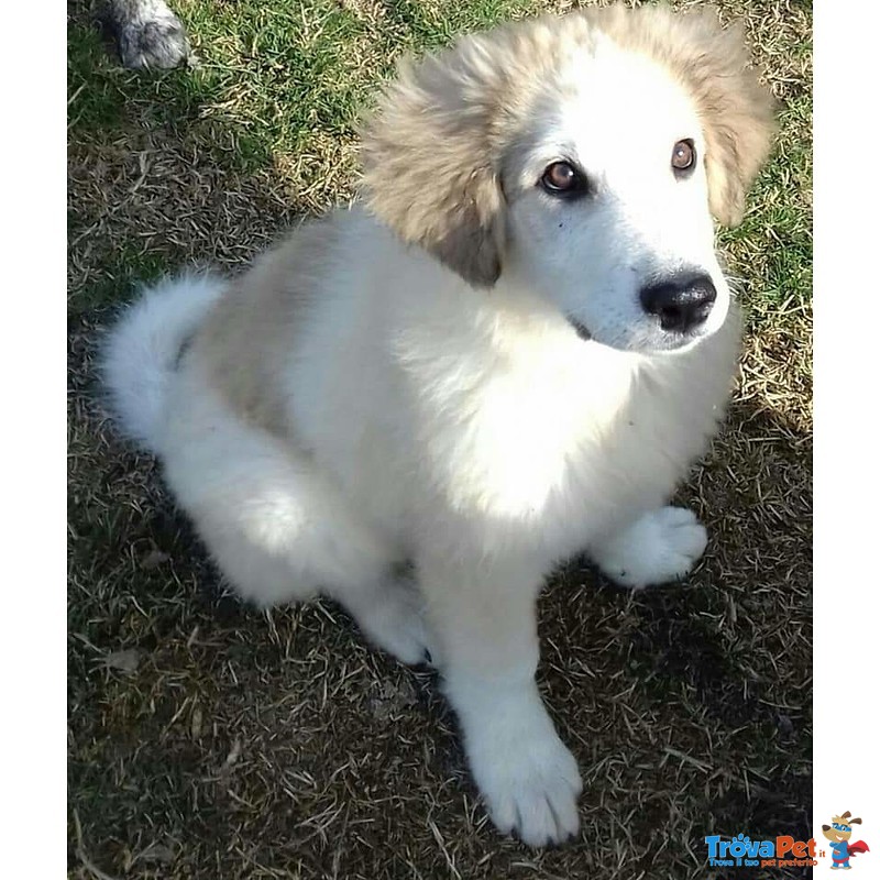 Cucciola Incrocio cane da Montagna dei Pirenei - Foto n. 1