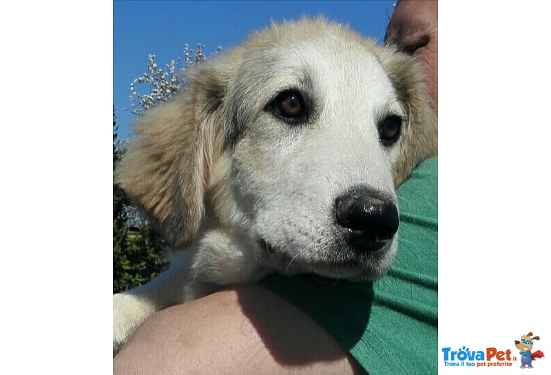 Cucciola Incrocio cane da Montagna dei Pirenei - Foto n. 6