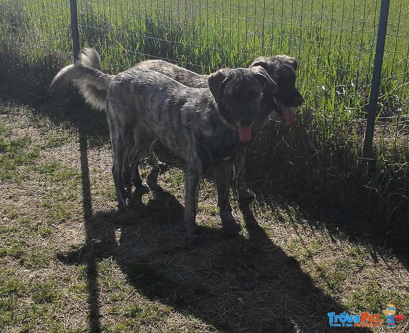 Cagnolone Bellissime Taglia Grande - Foto n. 2