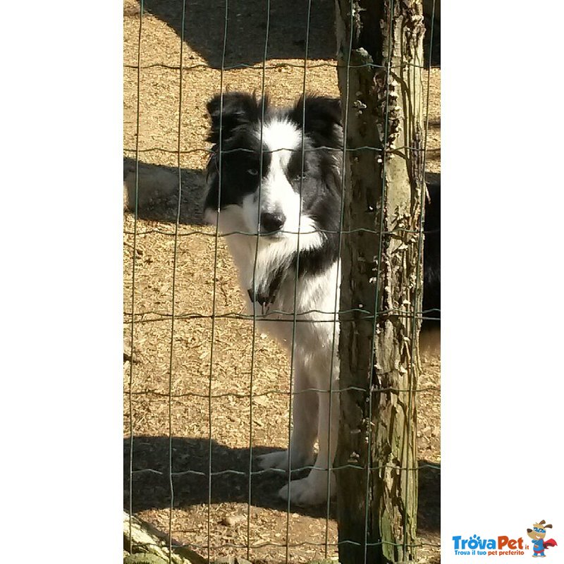 Cuccioli Border Collie Piemonte - Foto n. 1