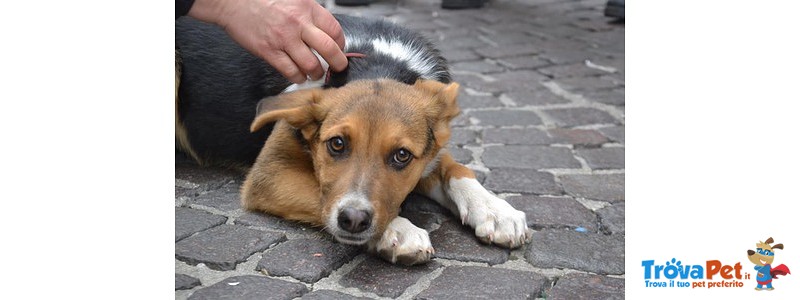 Cucciola 4 mesi Futura Taglia Media - Foto n. 2