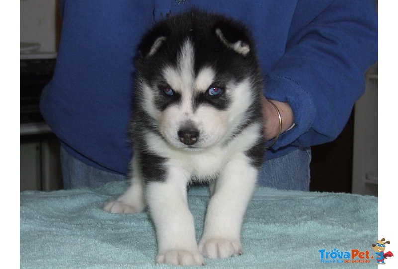 Husky Cucciolo - Foto n. 1