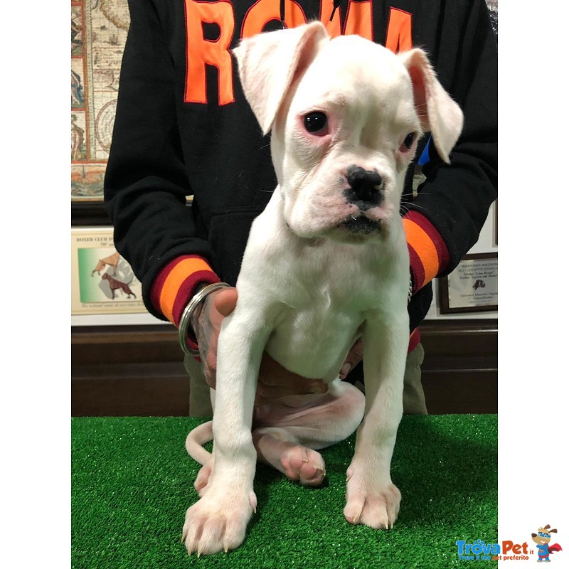 Cucciola di Boxer Bianca con Pedigree - Foto n. 1