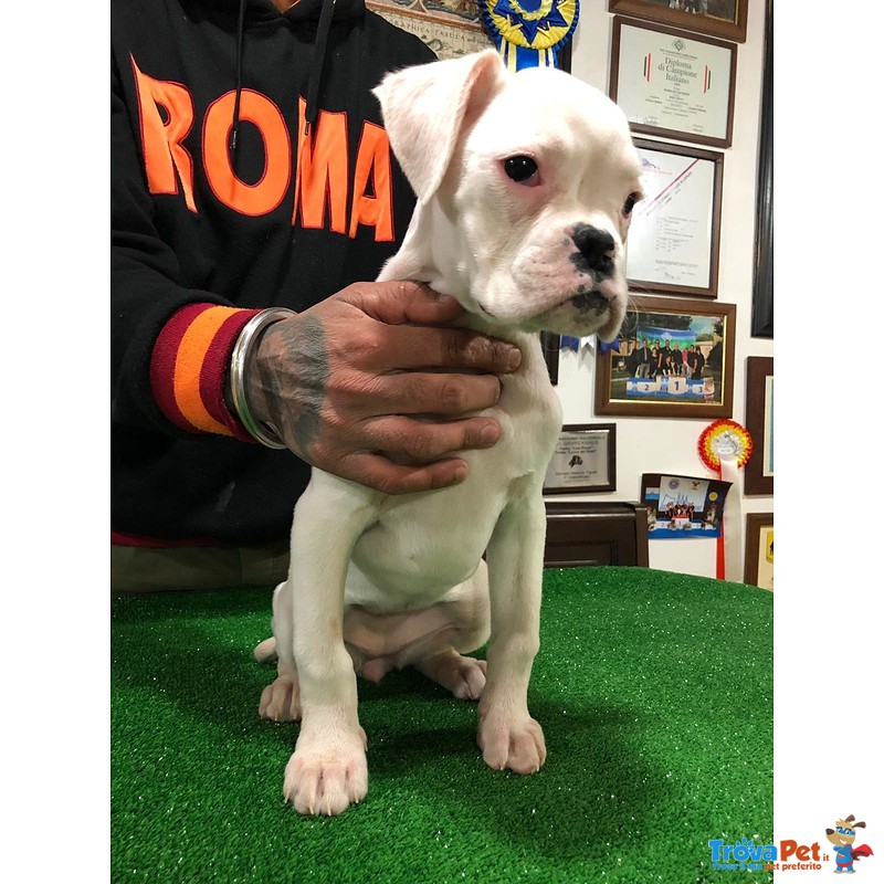 Cucciola di Boxer Bianca con Pedigree - Foto n. 3