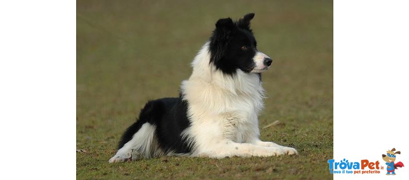 Cuccioli Border Collie Piemonte - Foto n. 2