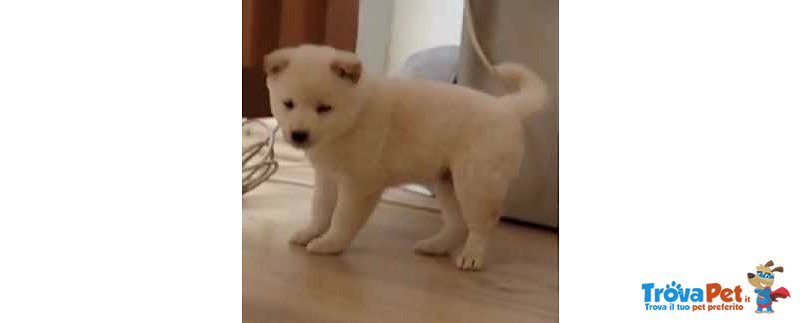 Shiba inu Cucciolo - Foto n. 1