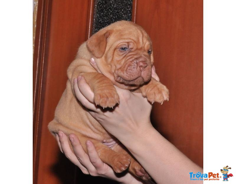 Dogue de Bordeaux Cucciolo - Foto n. 1