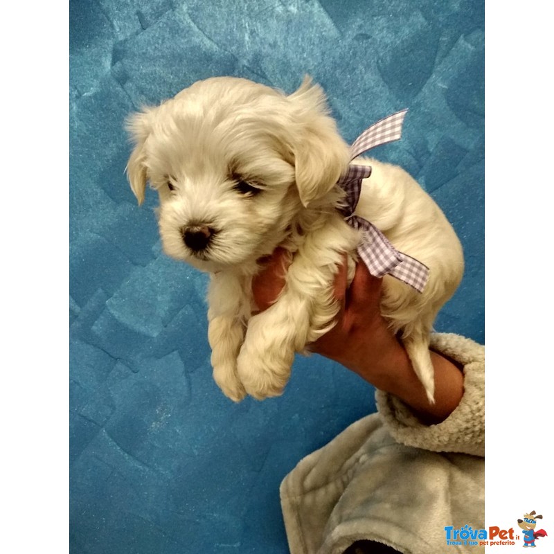 Cuccioli Maltesi - Foto n. 5