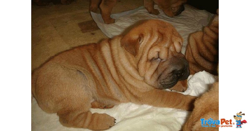 Shar pei Cucciolo - Foto n. 1