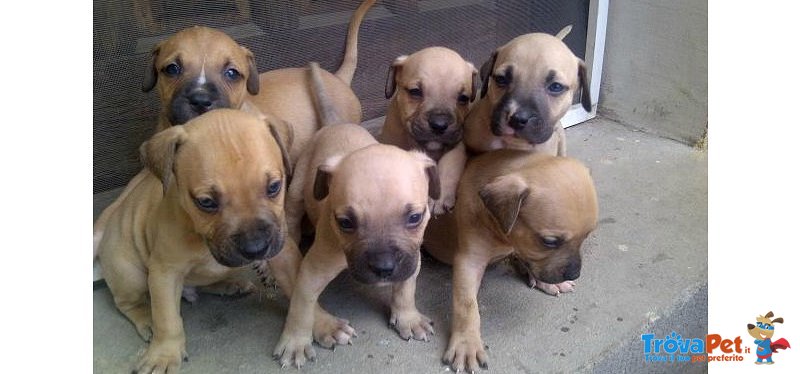 Amstaff Cucciolo - Foto n. 1