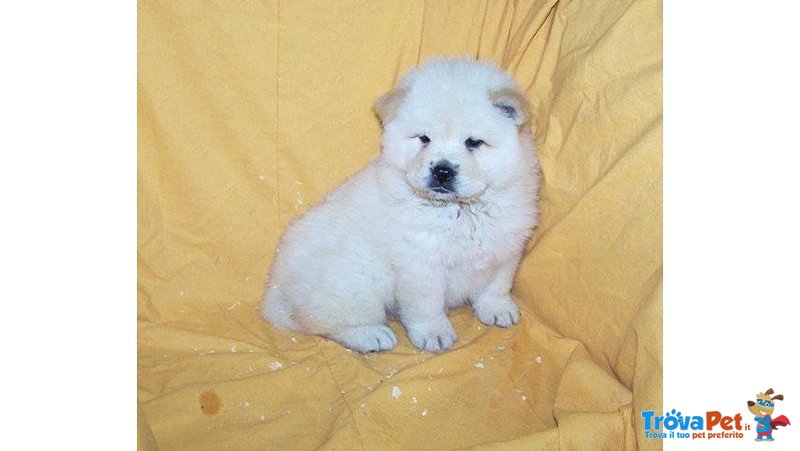 Chow chow Cucciolo - Foto n. 2