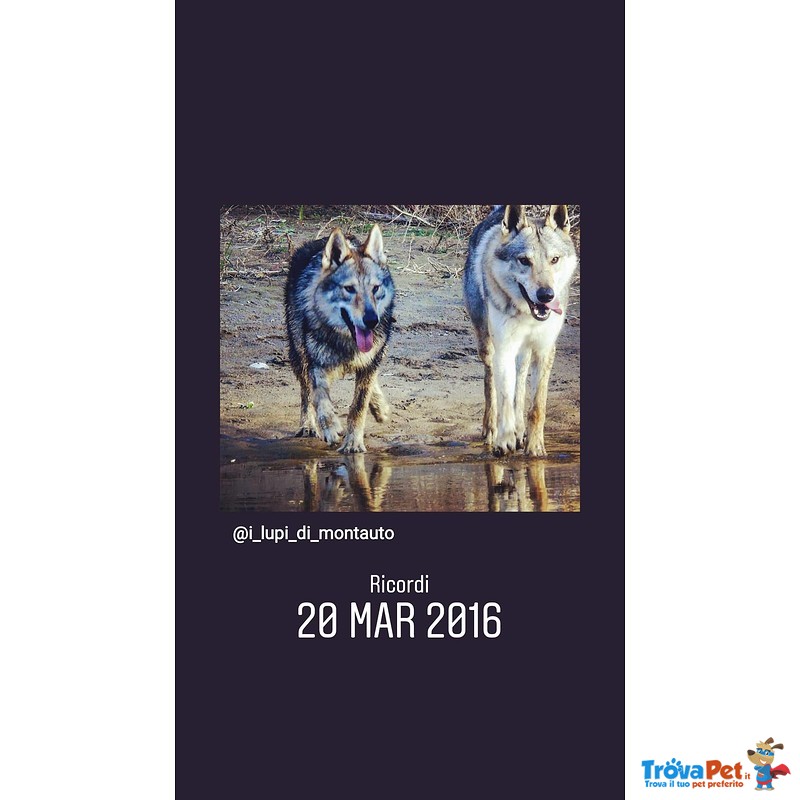Cuccioli cane da lupo Cecoslovacco - Foto n. 3