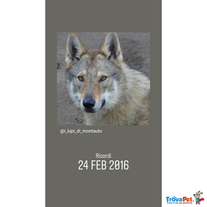 Cuccioli cane da lupo Cecoslovacco - Foto n. 4