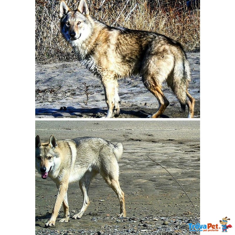 Cuccioli cane da lupo Cecoslovacco - Foto n. 5